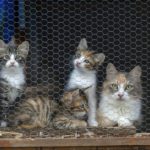 Animal shelter, street cat in cage