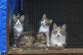 Animal shelter, street cat in cage