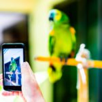 Recording video with parrot on smartphone