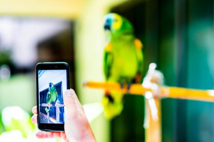 Recording video with parrot on smartphone